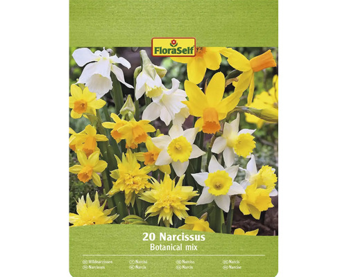 Blumenzwiebel Narzisse FloraSelf ' Wild Wonders ' 20 Stück FloraSelf Narzissen Blumenzwiebeln, botanische Mischung, Packung mit 20 Stück