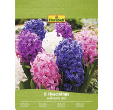 FloraSelf Lot de 8 jacinthes orientales mélangées