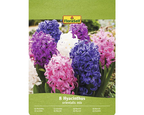 Blumenzwiebel Hyazinthe FloraSelf ' Mischung ' 8 Stück FloraSelf Packung mit 8 Hyazinthen Orientalis Mischung