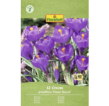 Paquet de crocus de la variété 'Flower Record' avec douze pièces et le logo FloraSelf.