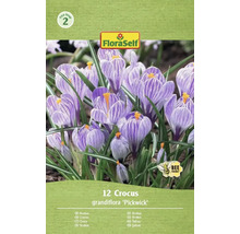 Paquet de 12 crocus de l'espèce Grandiflora 'Pickwick' avec le logo FloraSelf et le symbole 'Respectueux des abeilles'