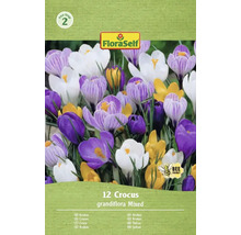 Emballage de 12 crocus, variété Grandiflora Mixed