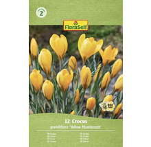 FloraSelf Crocus grandiflora Yellow Mammouth paquet de 12 pièces