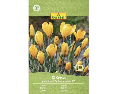 FloraSelf Krokus grandiflora Yellow Mammouth Packung mit 12 Stück