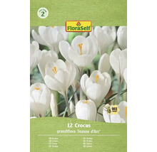 Paquet de douze bulbes de crocus grandiflora Jeanne d'Arc