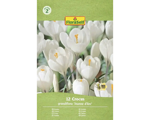 Packung mit zwölf Krokus grandiflora Jeanne d'Arc Blumenzwiebeln
