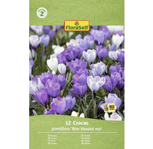 FloraSelf Crocus Grandiflora Mélange Bleu, paquet de 12