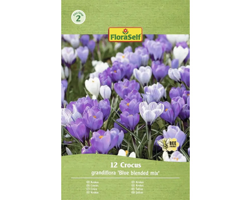 Blumenzwiebel Krokus FloraSelf 'Grandiflora Blue Blended' 12 Stück FloraSelf Krokus Grandiflora Blue Blended Mix, 12er-Pack