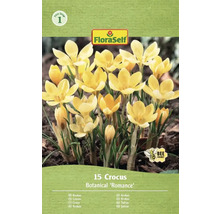 Emballage de 15 crocus de l'espèce Botanical 'Romance' de FloraSelf