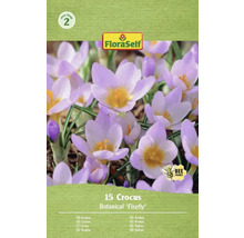 Emballage de 15 bulbes de crocus botanique 'Firefly'