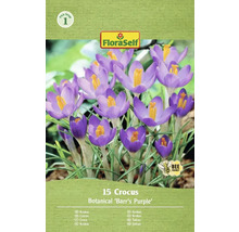 Paquet de 15 bulbes de crocus Botanical Barrs Purple de FloraSelf