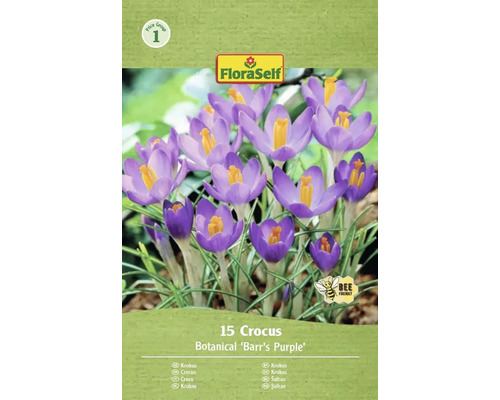 Blumenzwiebel Krokus FloraSelf 'Barr's Purple' 15 Stück Verpackung mit 15 Krokus Botanical Barrs Purple Blumenzwiebeln von FloraSelf