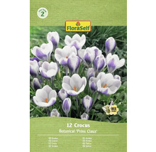 FloraSelf Crocus Prins Claus, paquet de 12 pièces