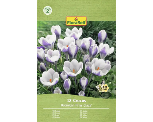 Blumenzwiebel Krokus FloraSelf 'Prins Claus' 12 Stück FloraSelf Krokus Prins Claus, Packung mit 12 Stück