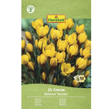 Paquet de crocus de la variété botanique Dorothy