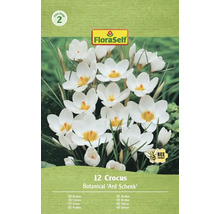 Paquet de 12 crocus de la variété Botanical 'Ard Schenk'