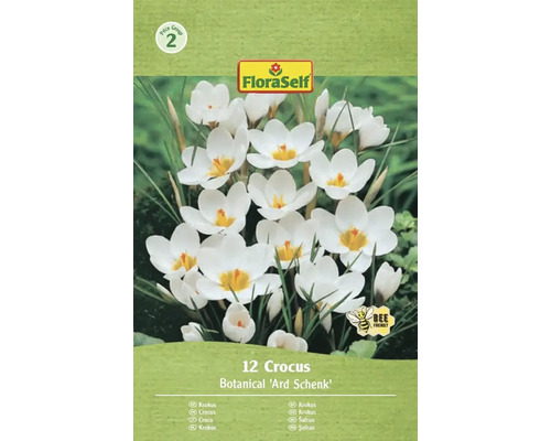 Packung mit 12 Krokussen der Sorte Botanical 'Ard Schenk'