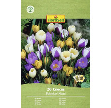 Paquet de crocus avec mélange botanique, 20 pièces