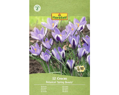 Blumenzwiebel Krokus FloraSelf 'Spring Beauty' 12 Stück Packung mit 12 Krokus Blumenzwiebeln der Sorte Botanical 'Spring Beauty'