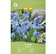 Emballage de 12 bulbes de Scilla siberica de la marque FloraSelf
