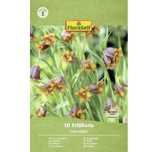 Emballage de dix fritillaires Uva-Vulpis