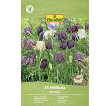 FloraSelf Schachbrettblumen Blumenzwiebelpackung mit 25 Stück