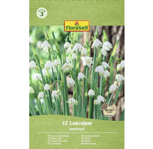Paquet de nivéole d'été Leucojum aestivum