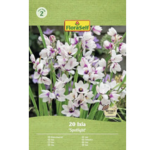 Verpackung mit 20 Ixia Spotlight Blumenzwiebeln der Marke FloraSelf
