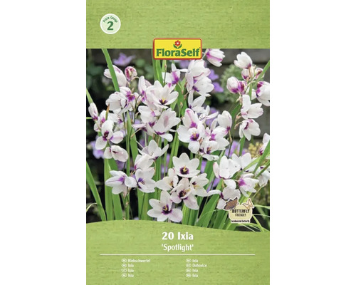 Blumenzwiebel Klebschwertel FloraSelf 'Spotlight' 20 Stück Verpackung mit 20 Ixia Spotlight Blumenzwiebeln der Marke FloraSelf
