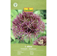 Zierlauch Allium 'christophii - albopilosum' Packung