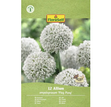 Emballage de 12 bulbes d'Allium ampeloprasum 'Ping Pong' de FloraSelf