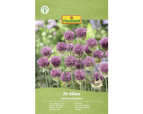 Blumenzwiebel Zierlauch FloraSelf 'Spaerocephalum' 20 Stück Packung Kugelkopflauch von FloraSelf mit 20 Zwiebeln
