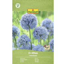 Paquet d'ail d'ornement Allium caeruleum, adapté aux papillons, de FloraSelf