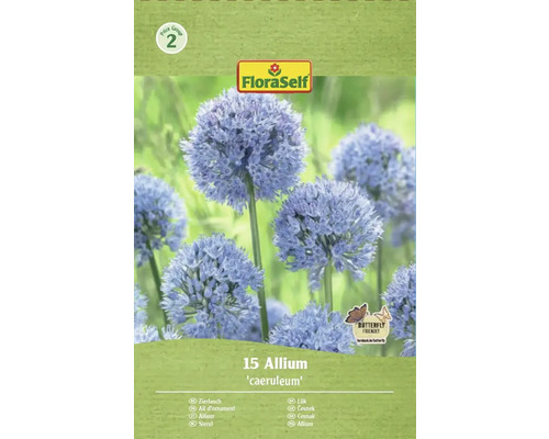 Packung Zierlauch Allium caeruleum, geeignet für Schmetterlinge, von FloraSelf