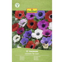 FloraSelf Anemone coronaria De Caen, 12 pièces, favorable aux papillons