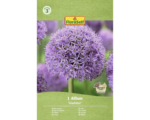 Blumenzwiebel Zierlauch FloraSelf 'Gladiator' 1 Stück Zierlauch Gladiator Blumenzwiebel