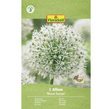 Ail d'ornement Mount Everest en emballage FloraSelf