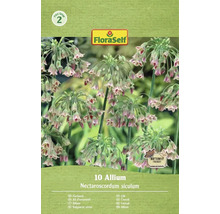Paquet de 10 graines d'ail d'ornement Nectaroscordum siculum