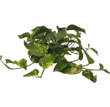 Pothos doré plante d'intérieur avec des feuilles vertes