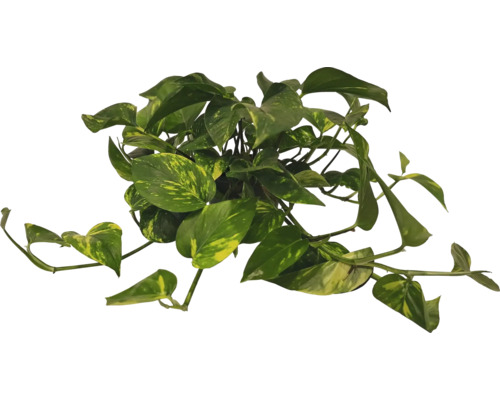 Pothos doré plante d'intérieur avec des feuilles vertes