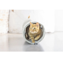 Un chat traverse un tunnel pour chat.