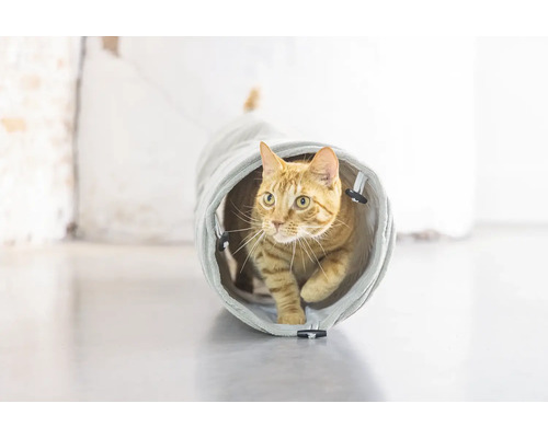 Un chat traverse un tunnel pour chat.