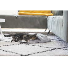 Chat tigré entrant dans une niche sur un tapis