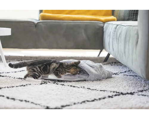 Chat tigré entrant dans une niche sur un tapis