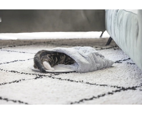 Chat dans un lit pour chat sur un tapis
