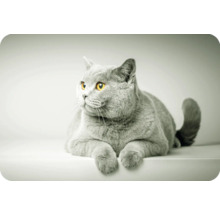 Chat British Shorthair allongé