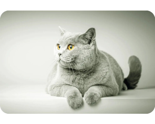 Chat British Shorthair allongé
