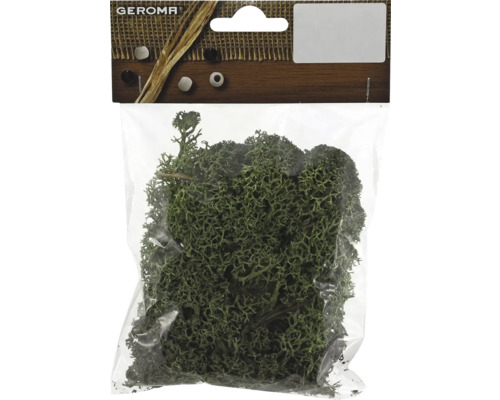 Packung Islandmoos für Bastelarbeiten