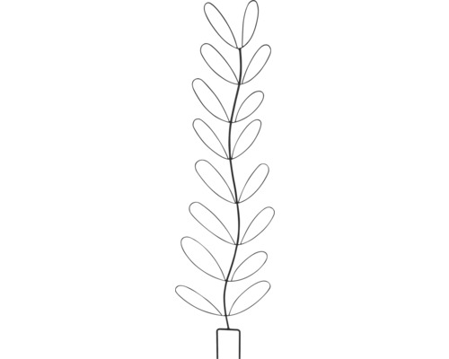 Illustration einer Pflanze mit ovalen Blättern in einem rechteckigen Topf