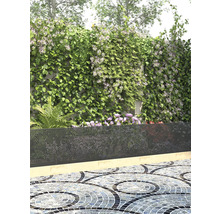 Sichtschutzwand mit Kletterpflanzen in Gartenanlage